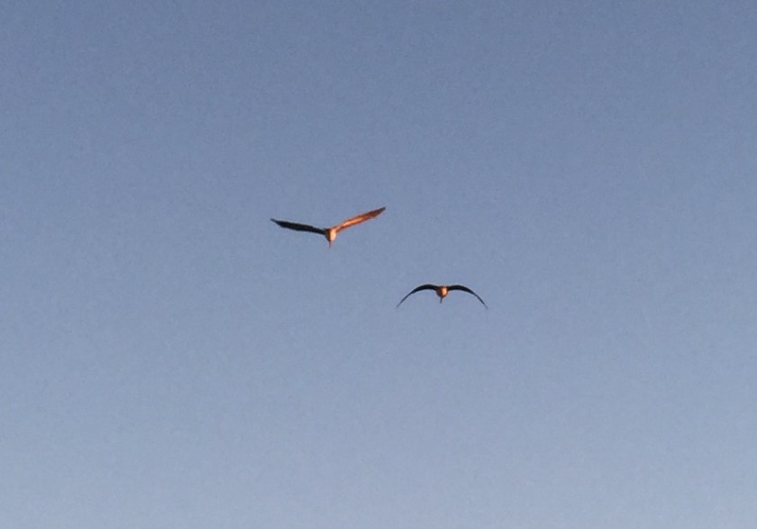 flight of two