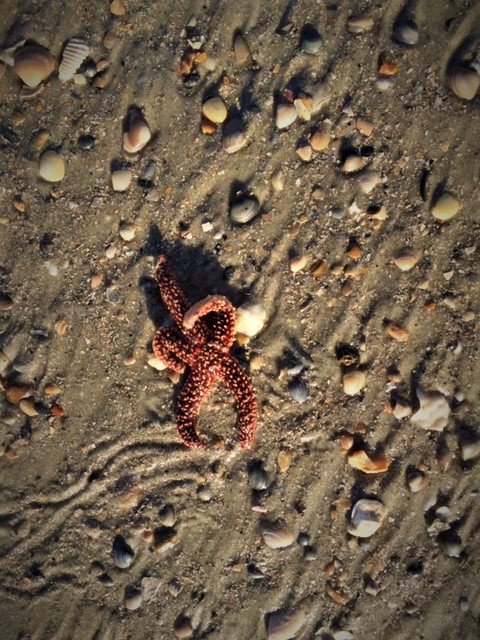 starfish