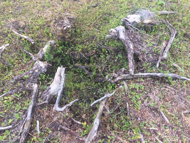 Misplaced Roots Class Reunions – Ins and Outs – Fitting and Missing – Lert's Lessons in ...